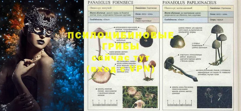 закладка  Биробиджан  Псилоцибиновые грибы Psilocybe 